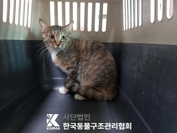 [고양이] 한국 고양이 경기-의정부-2025-00136 유기동물 배경 이미지 입니다.