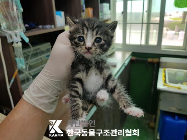 [고양이] 한국 고양이 경기-김포-2025-00423 유기동물 배경 이미지 입니다.