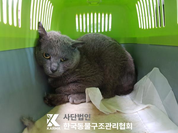 [고양이] 러시안 블루 경기-양주-2025-00257 유기동물 배경 이미지 입니다.