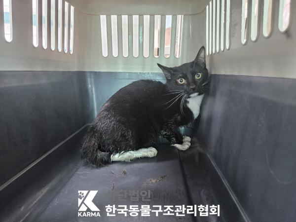 [고양이] 한국 고양이 경기-의정부-2025-00134 유기동물 배경 이미지 입니다.