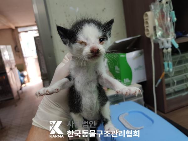 [고양이] 한국 고양이 서울-은평-2025-00102 유기동물 배경 이미지 입니다.