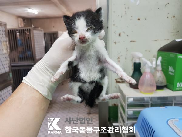 [고양이] 한국 고양이 서울-은평-2025-00101 유기동물 배경 이미지 입니다.