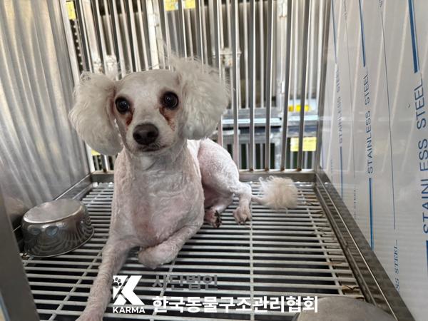 [개] 푸들 서울-강서-2025-00064 유기동물 배경 이미지 입니다.