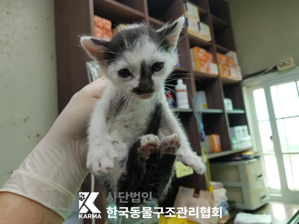 [고양이] 한국 고양이 서울-광진-2025-00038 유기동물 배경 이미지 입니다.