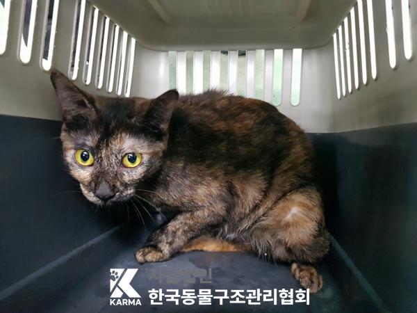 [고양이] 한국 고양이 경기-의정부-2025-00135 유기동물 배경 이미지 입니다.