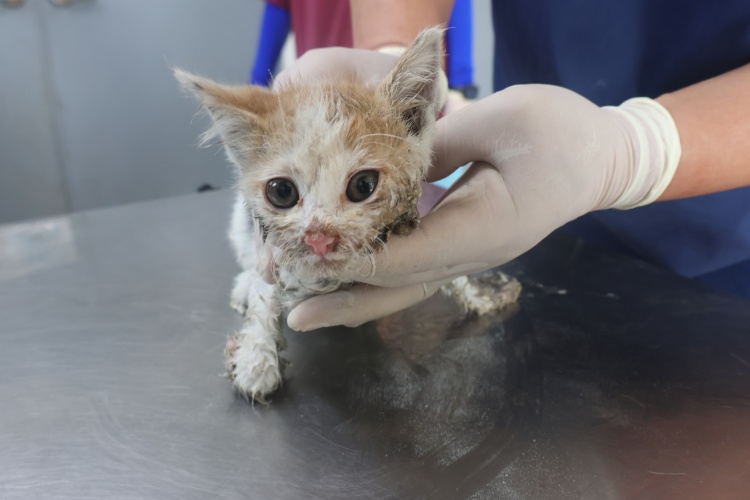 [고양이] 한국 고양이 제주-제주-2025-01321 유기동물 배경 이미지 입니다.