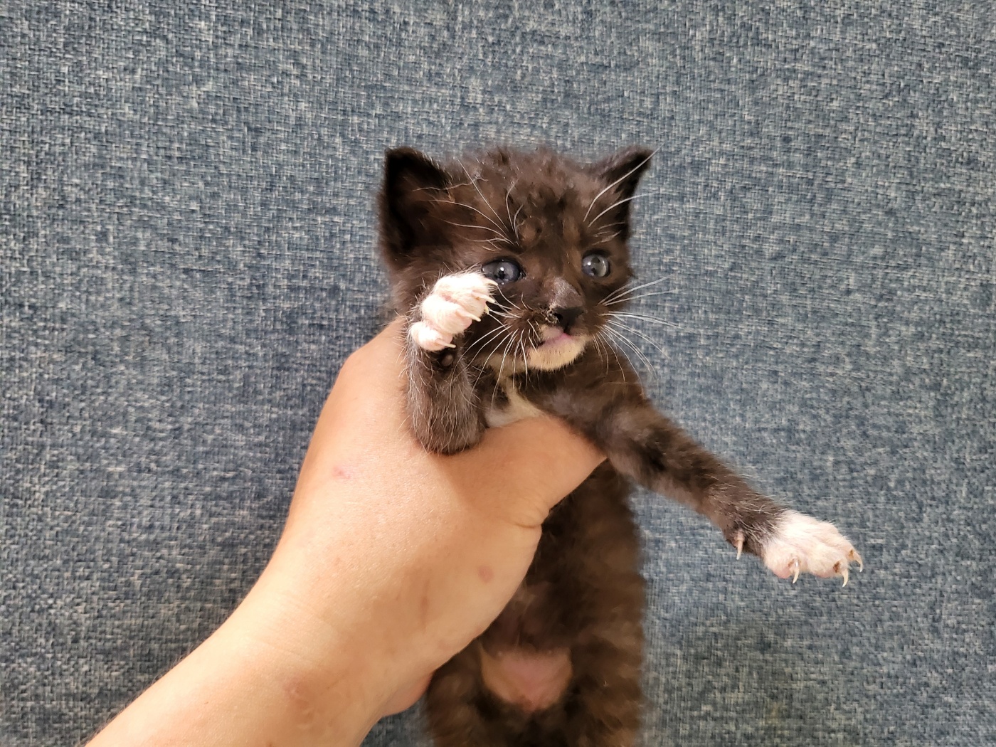 [고양이] 한국 고양이 경기-안산-2025-00383 유기동물 배경 이미지 입니다.