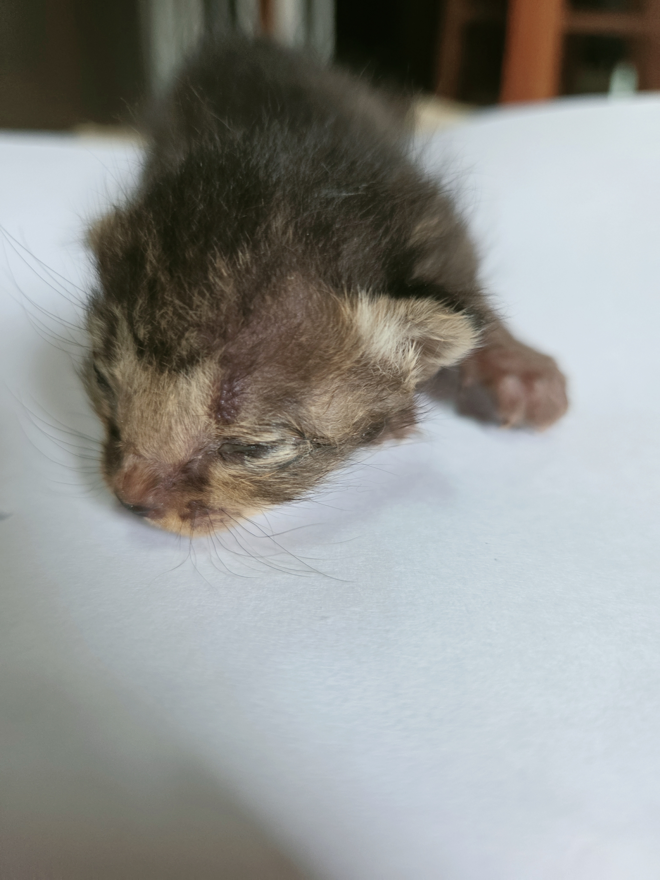 [고양이] 한국 고양이 전남-나주-2025-00635 유기동물 배경 이미지 입니다.