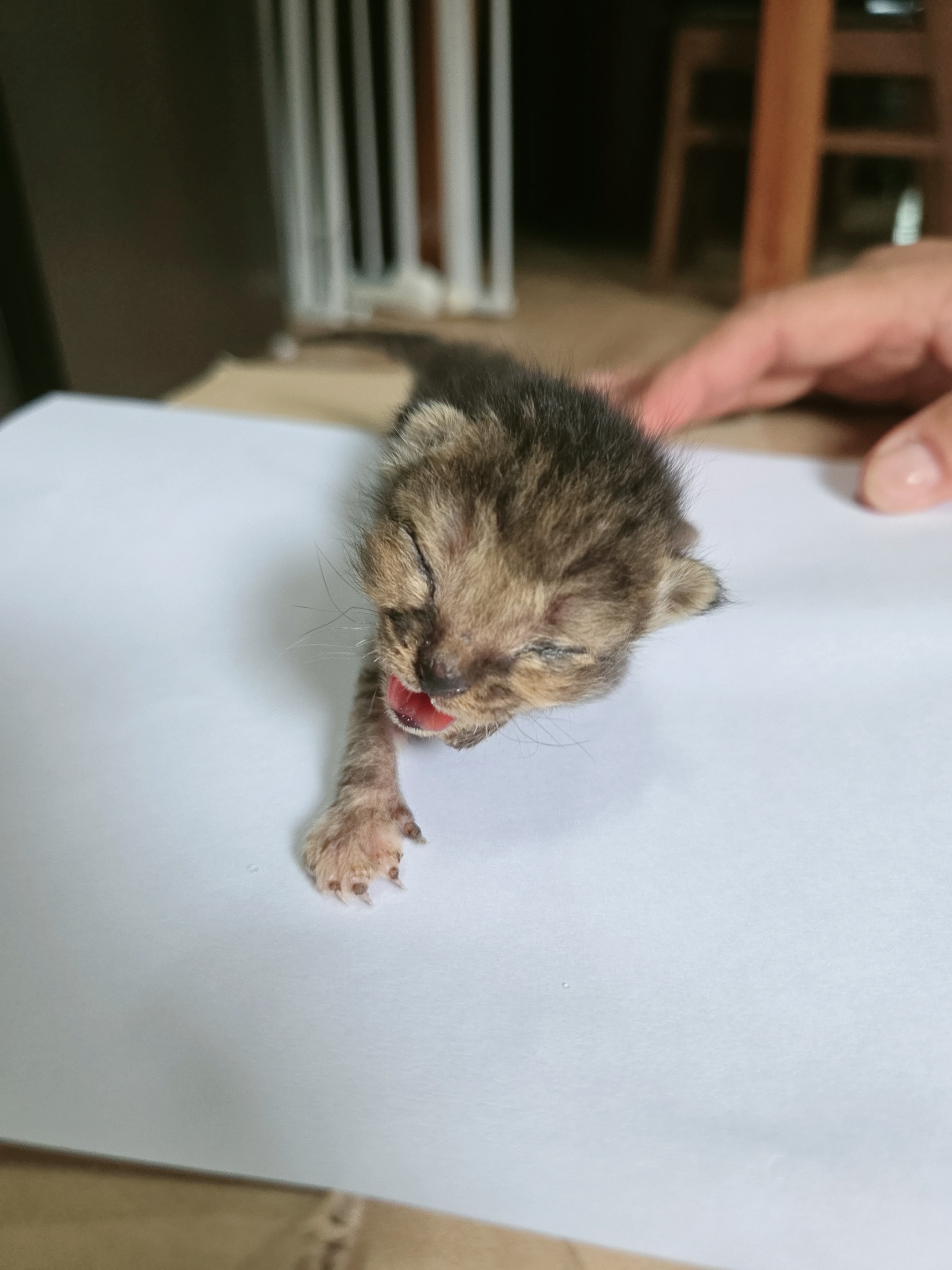 [고양이] 한국 고양이 전남-나주-2025-00633 유기동물 배경 이미지 입니다.