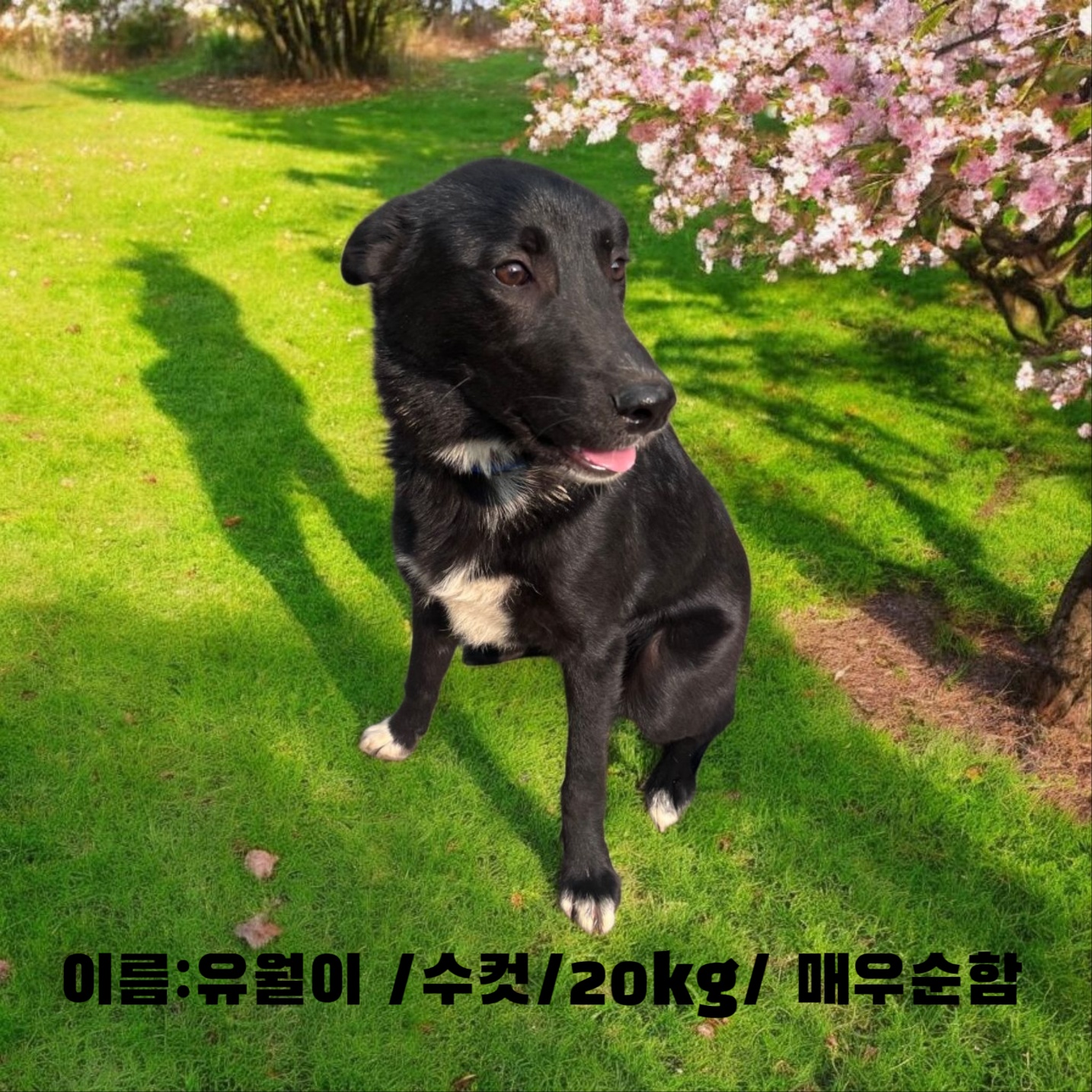 [개] 라브라도 리트리버 경북-성주-2025-00162 유기동물 배경 이미지 입니다.
