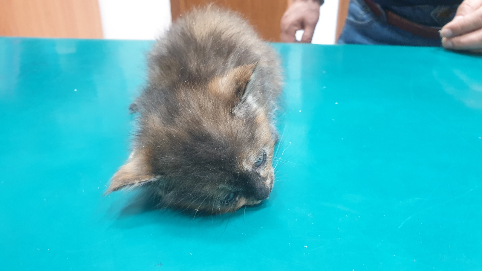 [고양이] 한국 고양이 전북-전주-2025-00443 유기동물 배경 이미지 입니다.
