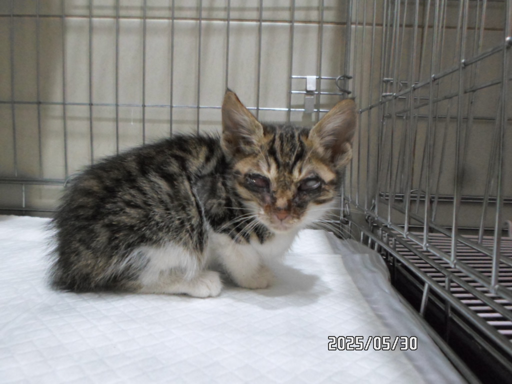 [고양이] 한국 고양이 서울-동작-2025-00083 유기동물 배경 이미지 입니다.