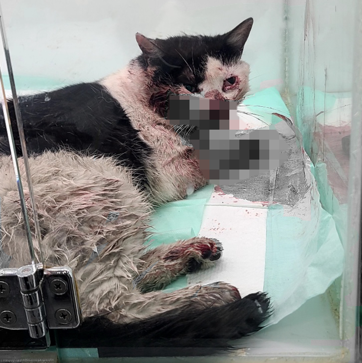 [고양이] 한국 고양이 경기-부천-2025-00249 유기동물 배경 이미지 입니다.