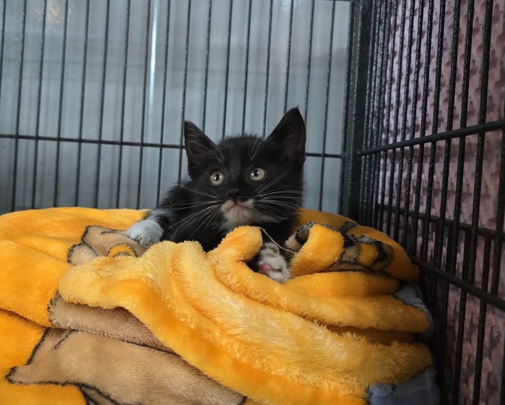 [고양이] 믹스묘 전북-군산-2025-00564 유기동물 배경 이미지 입니다.