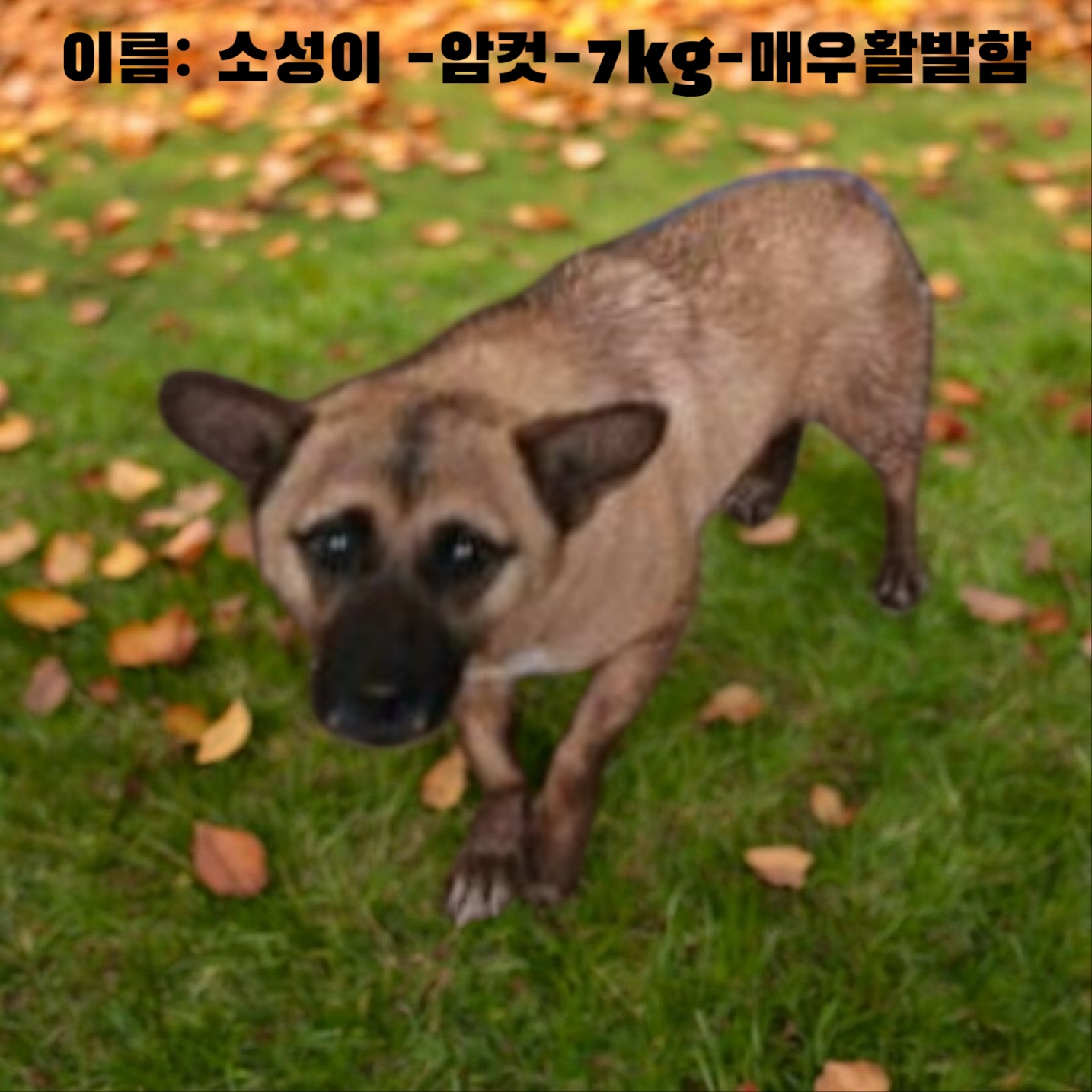 [개] 믹스견 경북-성주-2025-00173 유기동물 배경 이미지 입니다.