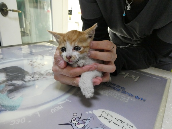 [고양이] 한국 고양이 대구-달성-2025-00256 유기동물 배경 이미지 입니다.