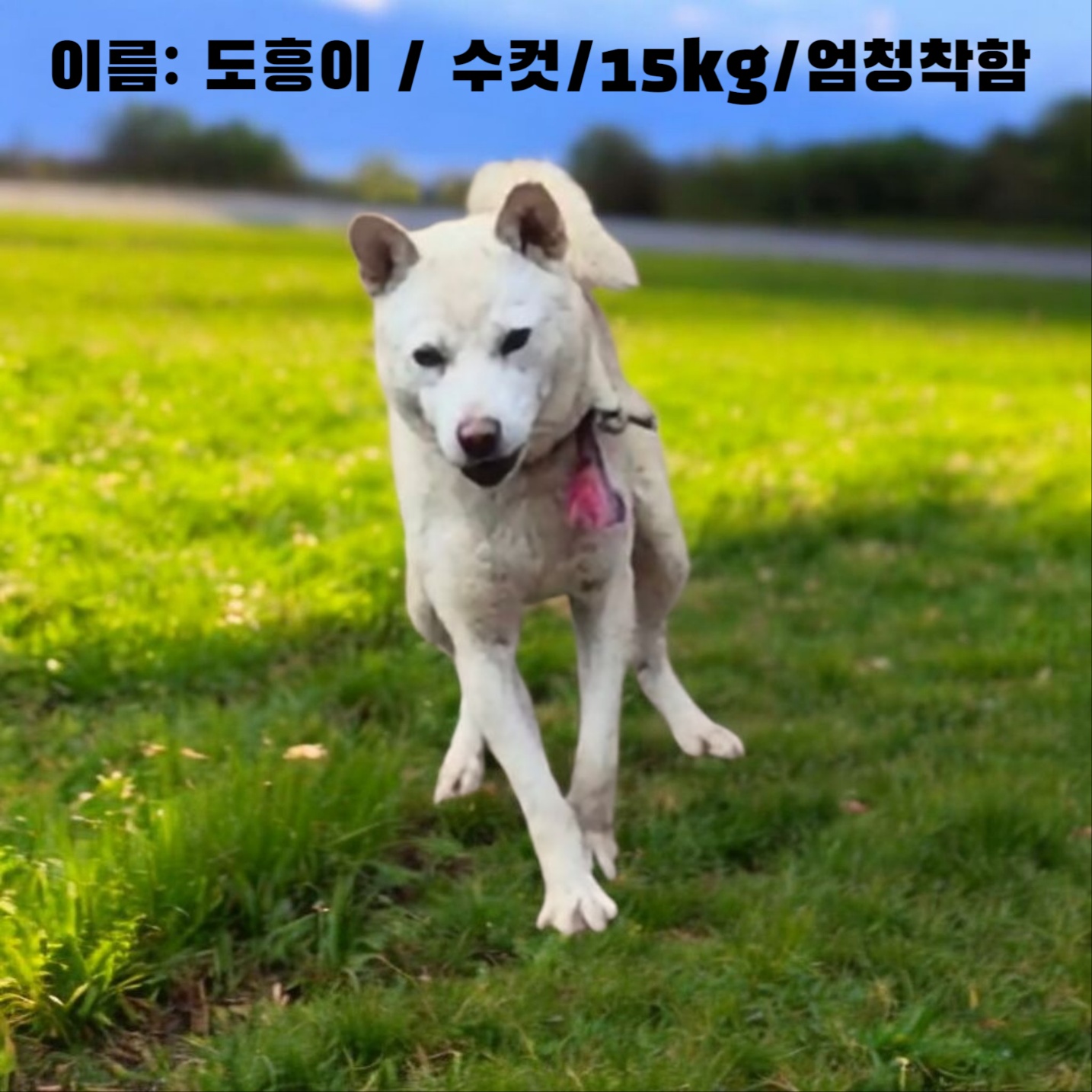 [개] 진도견 경북-성주-2025-00163 유기동물 배경 이미지 입니다.