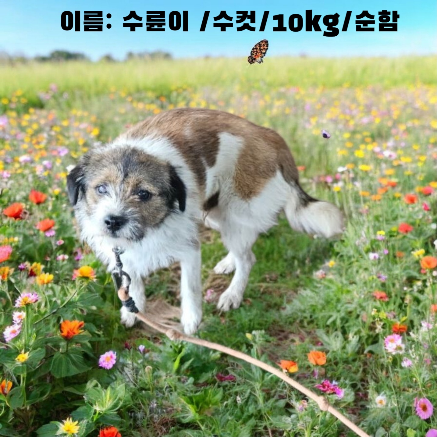 [개] 노퍽 테리어 경북-성주-2025-00165 유기동물 배경 이미지 입니다.