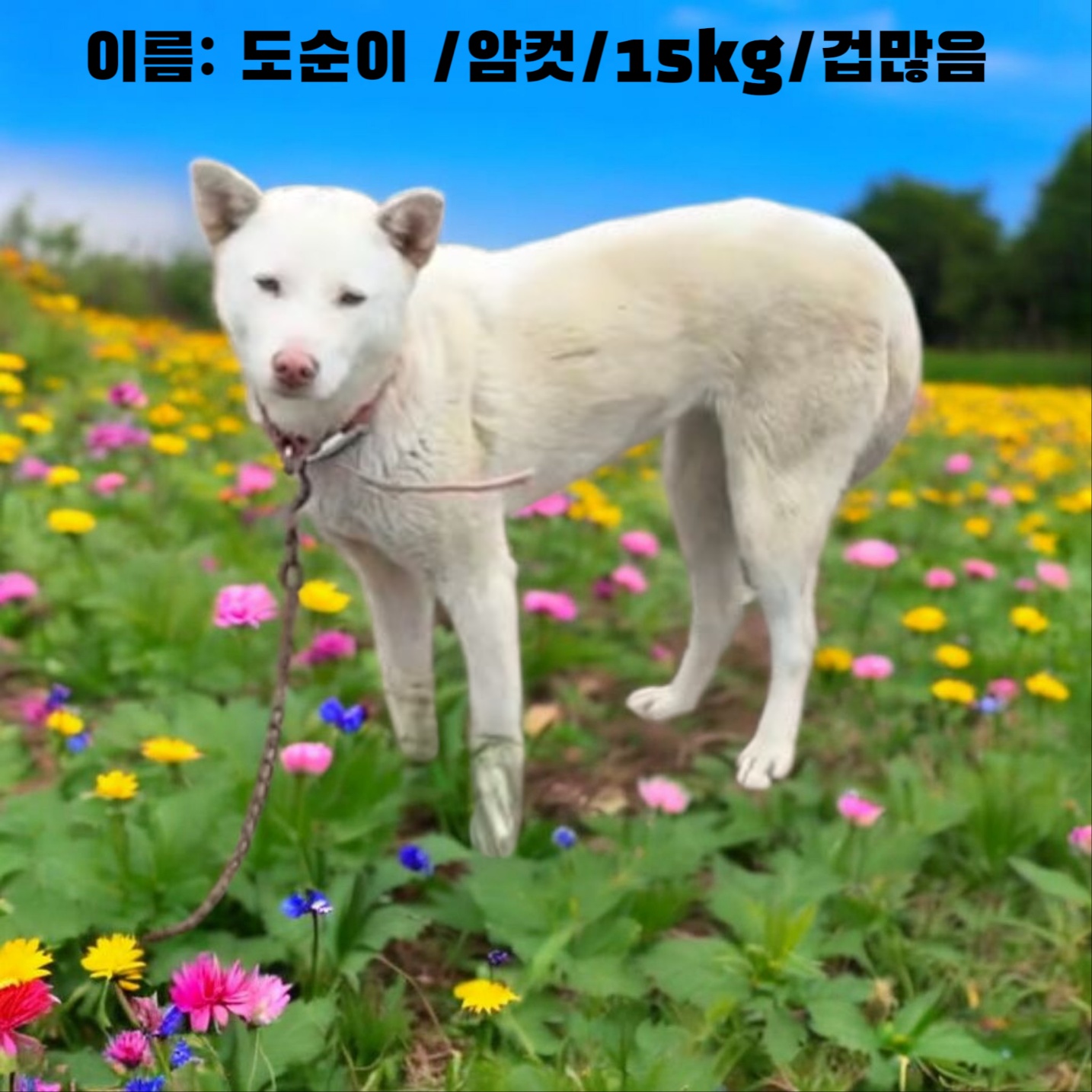 [개] 진도견 경북-성주-2025-00164 유기동물 배경 이미지 입니다.
