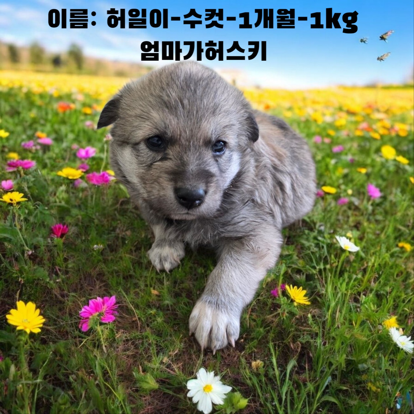 [개] 어마가 허스키 경북-성주-2025-00167 유기동물 배경 이미지 입니다.