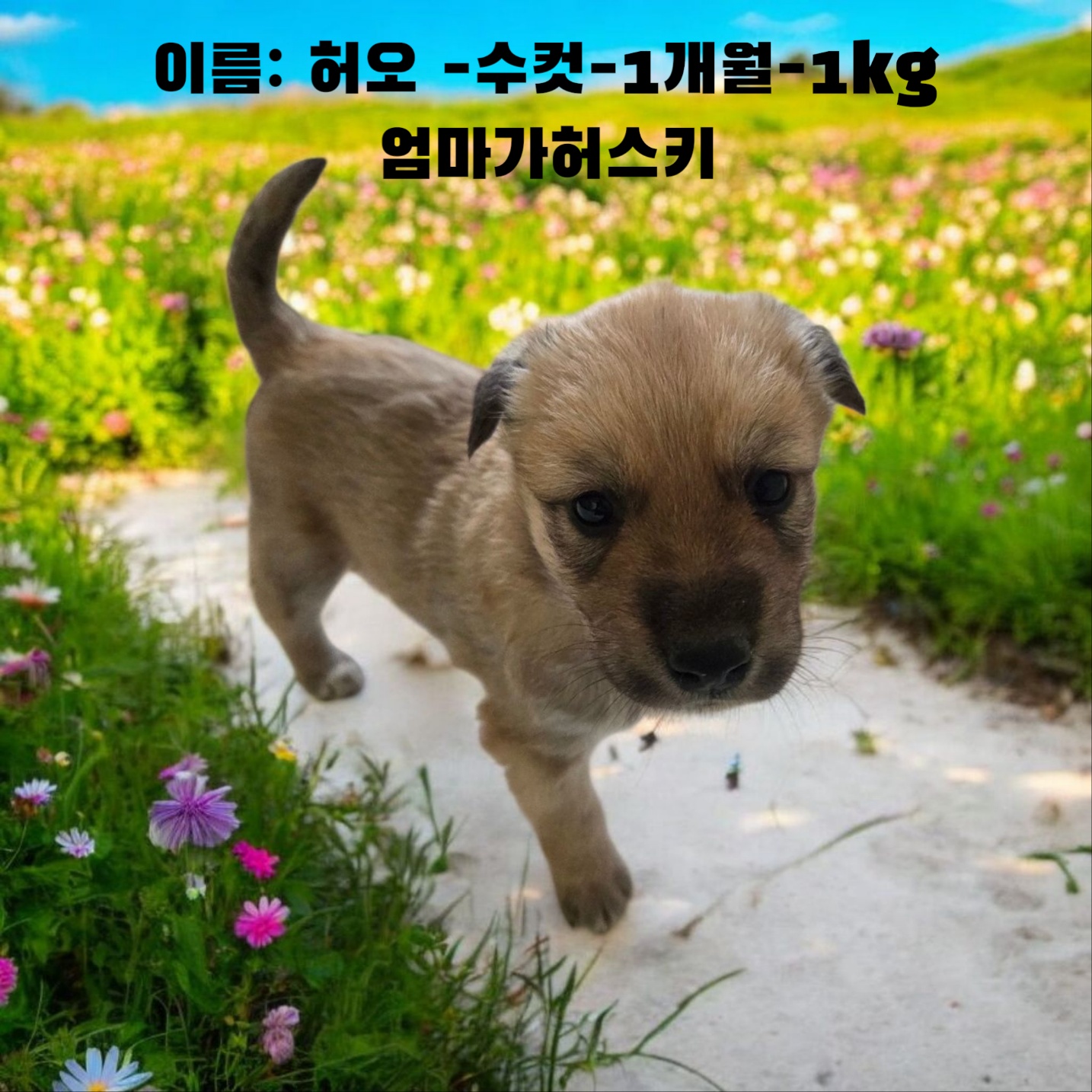 [개] 어미가허스키 경북-성주-2025-00171 유기동물 배경 이미지 입니다.