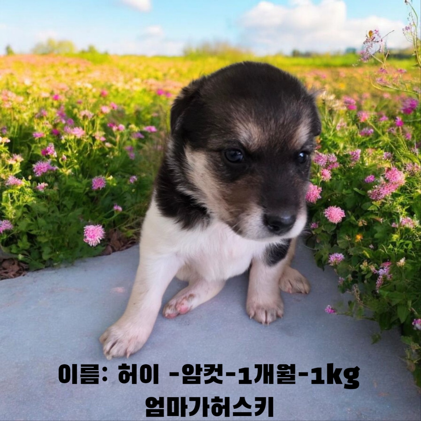 [개] 어미가허스키 경북-성주-2025-00168 유기동물 배경 이미지 입니다.