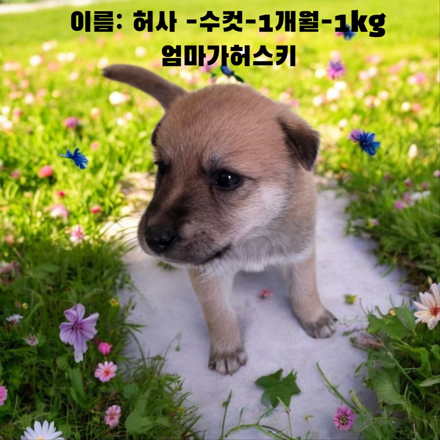 [개] 어미가허스키 경북-성주-2025-00170 유기동물 배경 이미지 입니다.