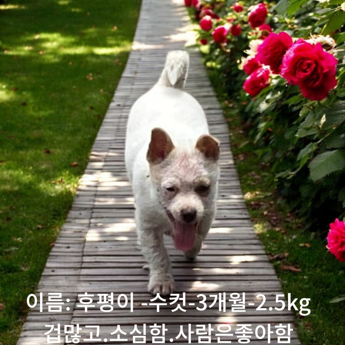 [개] 진도믹스견 경북-성주-2025-00176 유기동물 배경 이미지 입니다.