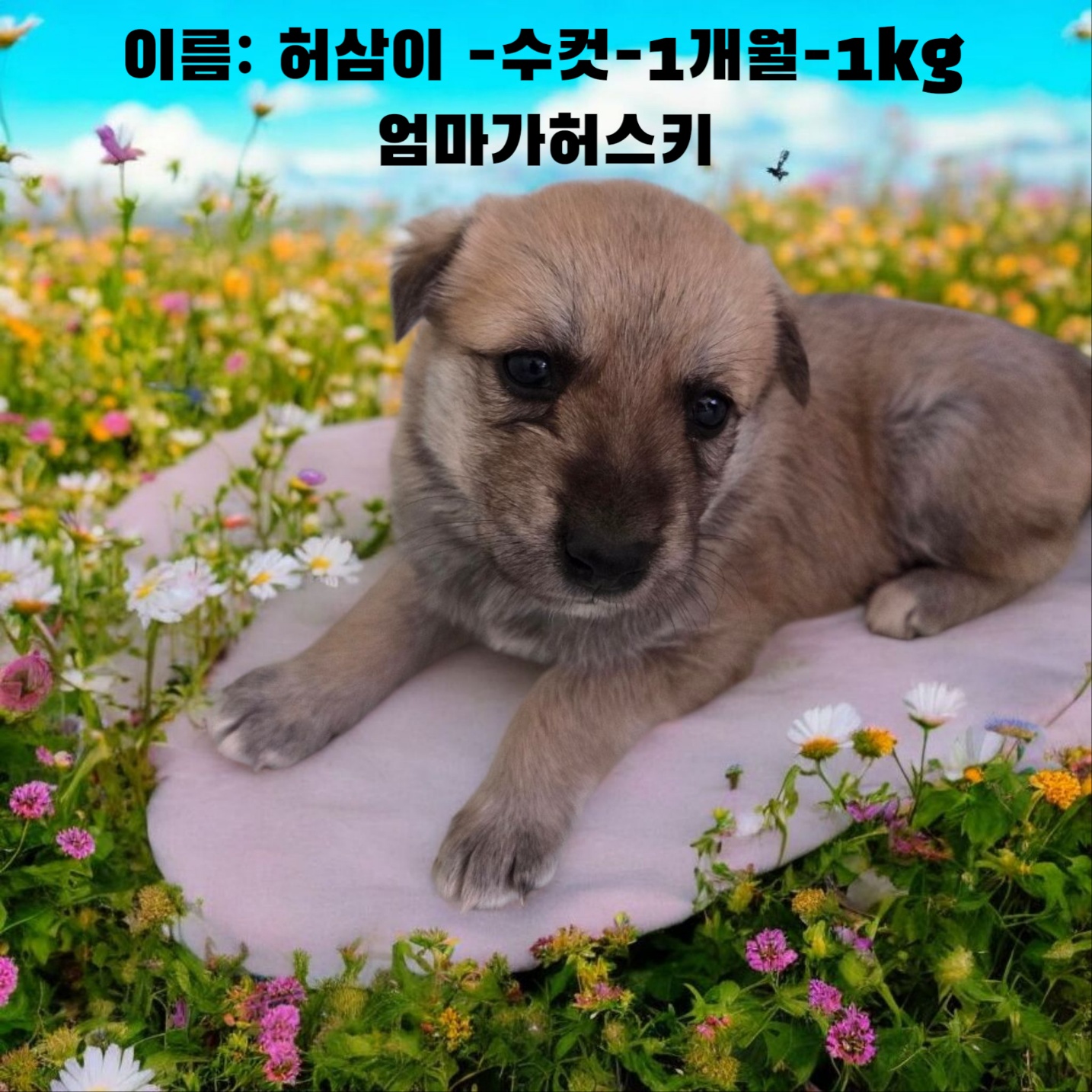 [개] 어미가허스키 경북-성주-2025-00169 유기동물 배경 이미지 입니다.