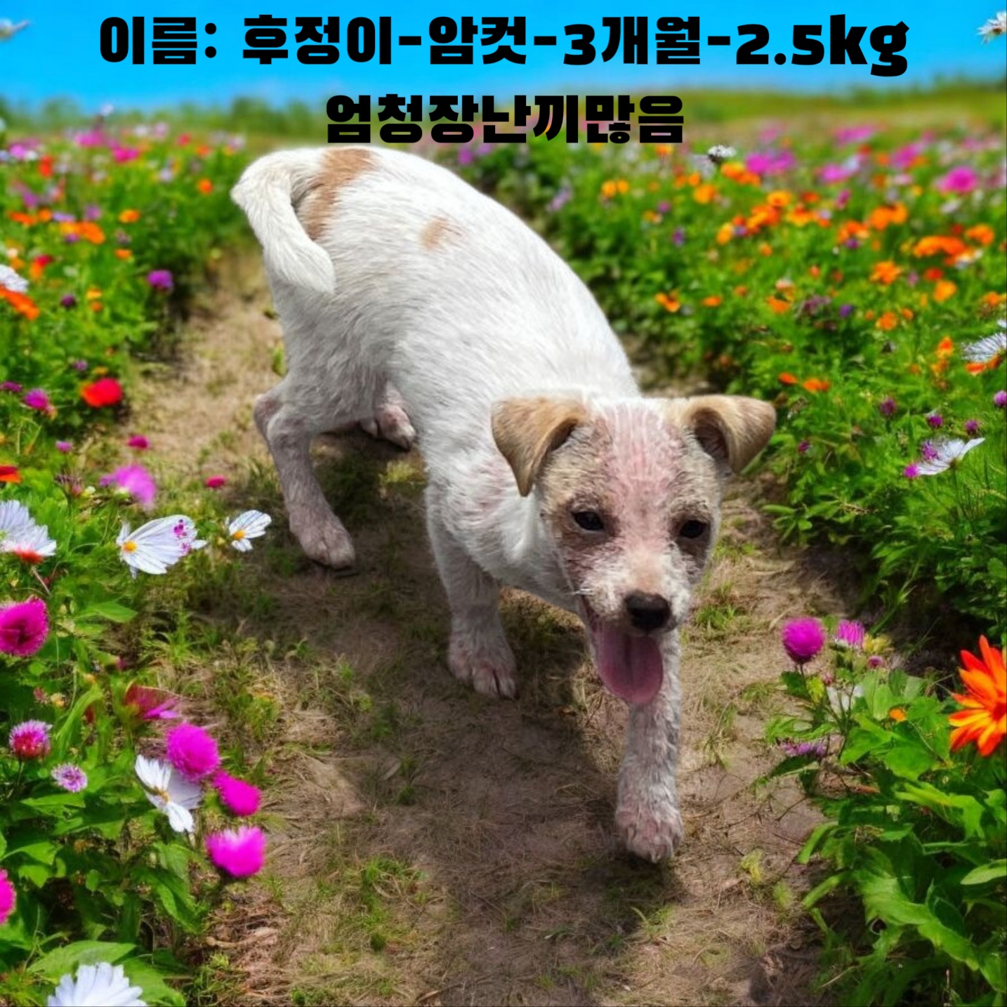 [개] 진도믹스견 경북-성주-2025-00174 유기동물 배경 이미지 입니다.