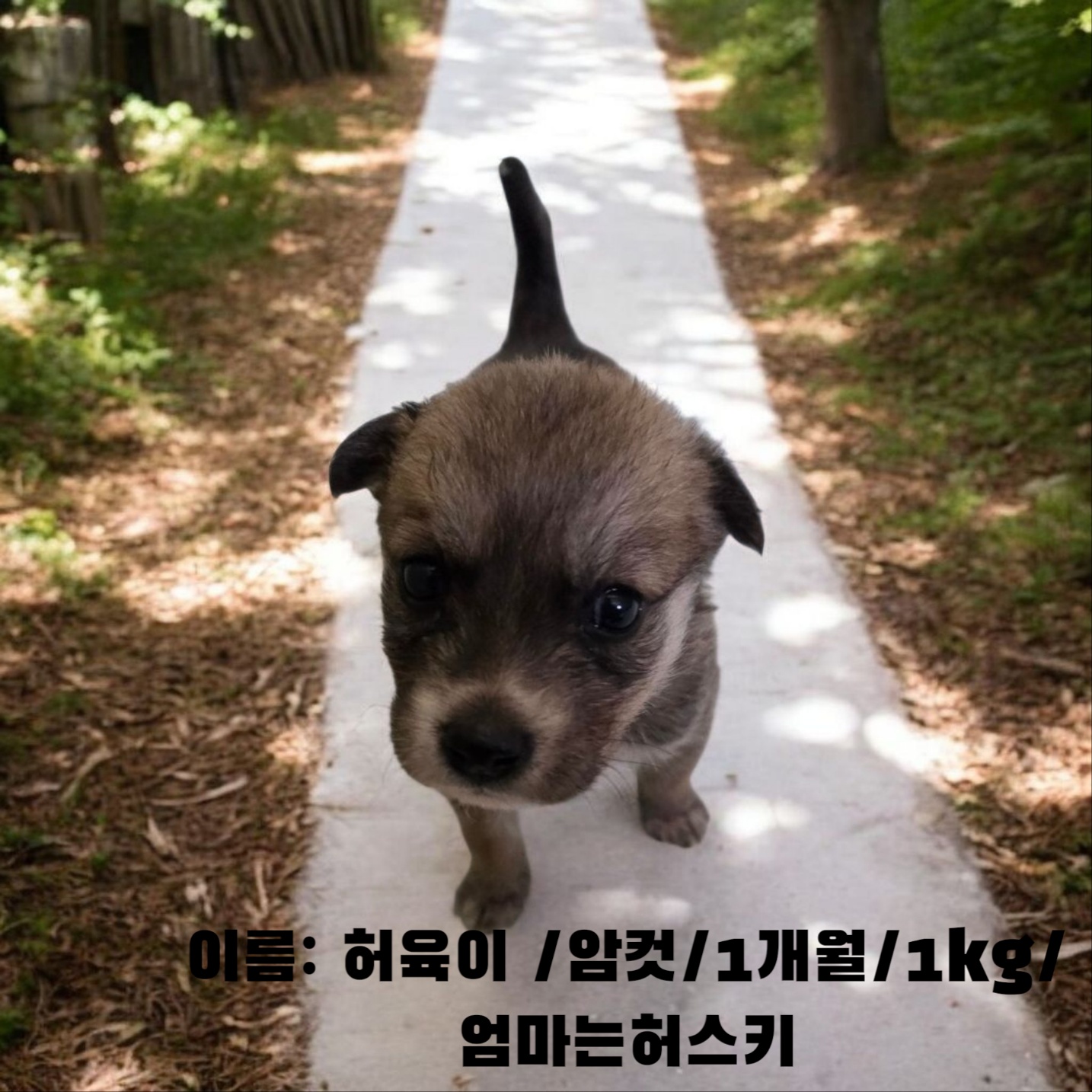 [개] 어미가허스키 경북-성주-2025-00172 유기동물 배경 이미지 입니다.