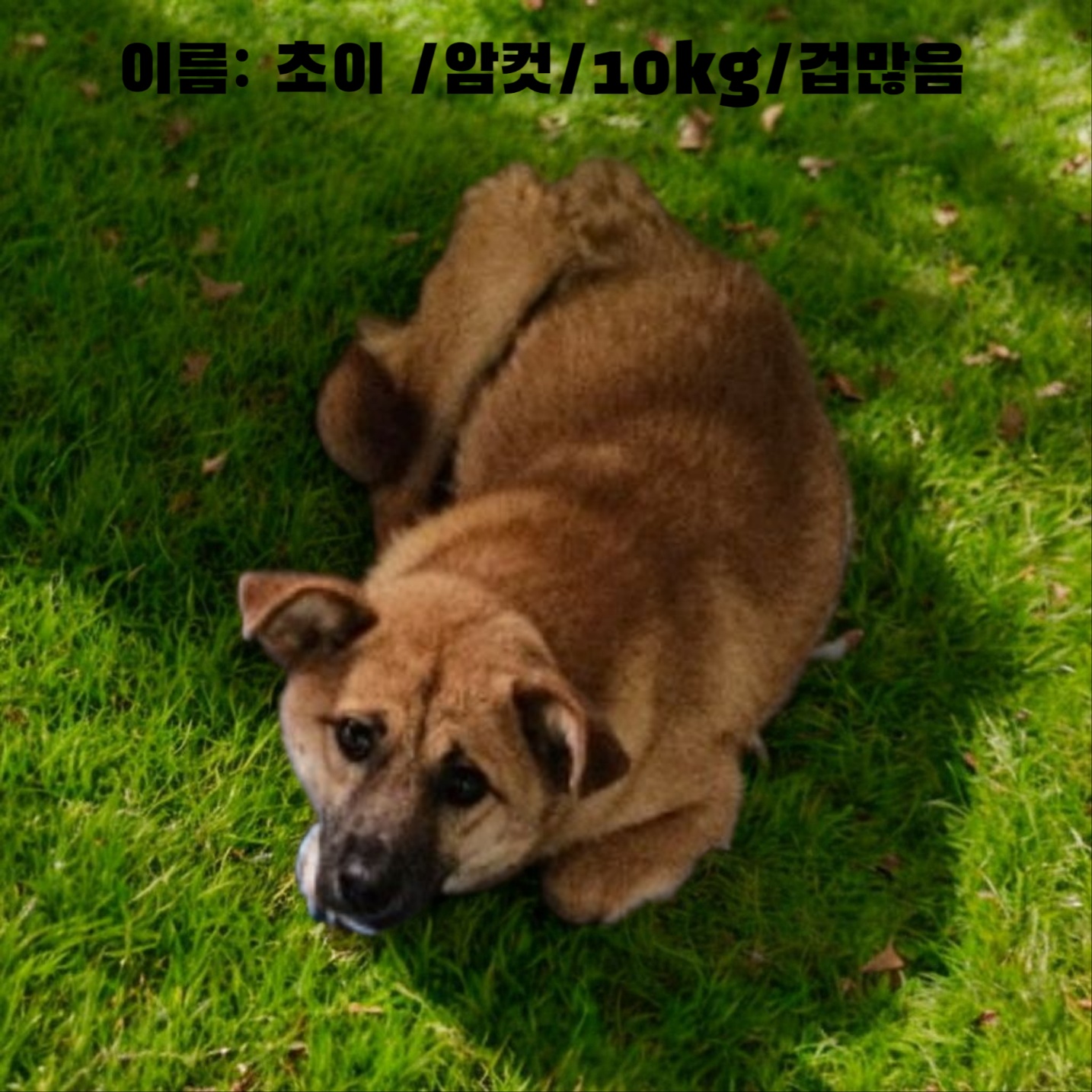 [개] 믹스견 경북-성주-2025-00166 유기동물 배경 이미지 입니다.