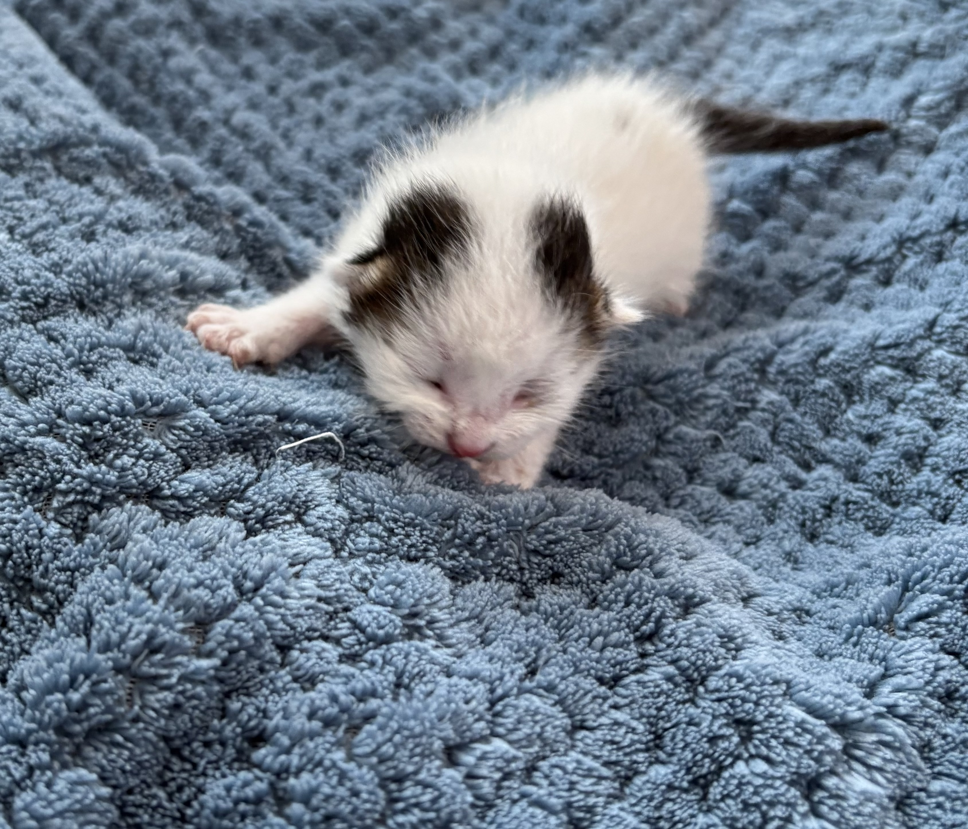 [고양이] 한국 고양이 경북-성주-2025-00177 유기동물 배경 이미지 입니다.
