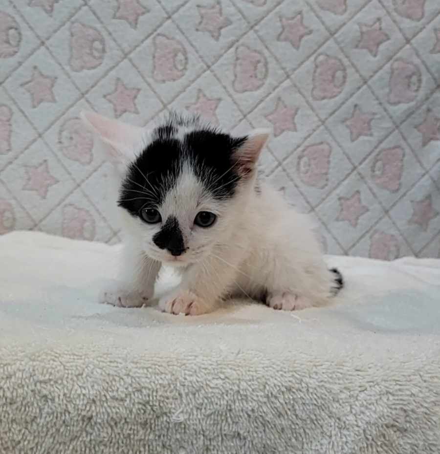 [고양이] 믹스묘 전북-군산-2025-00566 유기동물 배경 이미지 입니다.