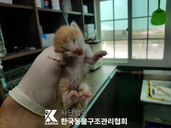 [고양이] 한국 고양이 서울-종로-2025-00050 유기동물 배경 이미지 입니다.