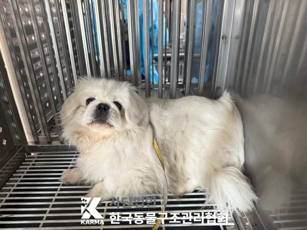 [개] 페키니즈 경기-파주-2025-00428 유기동물 배경 이미지 입니다.