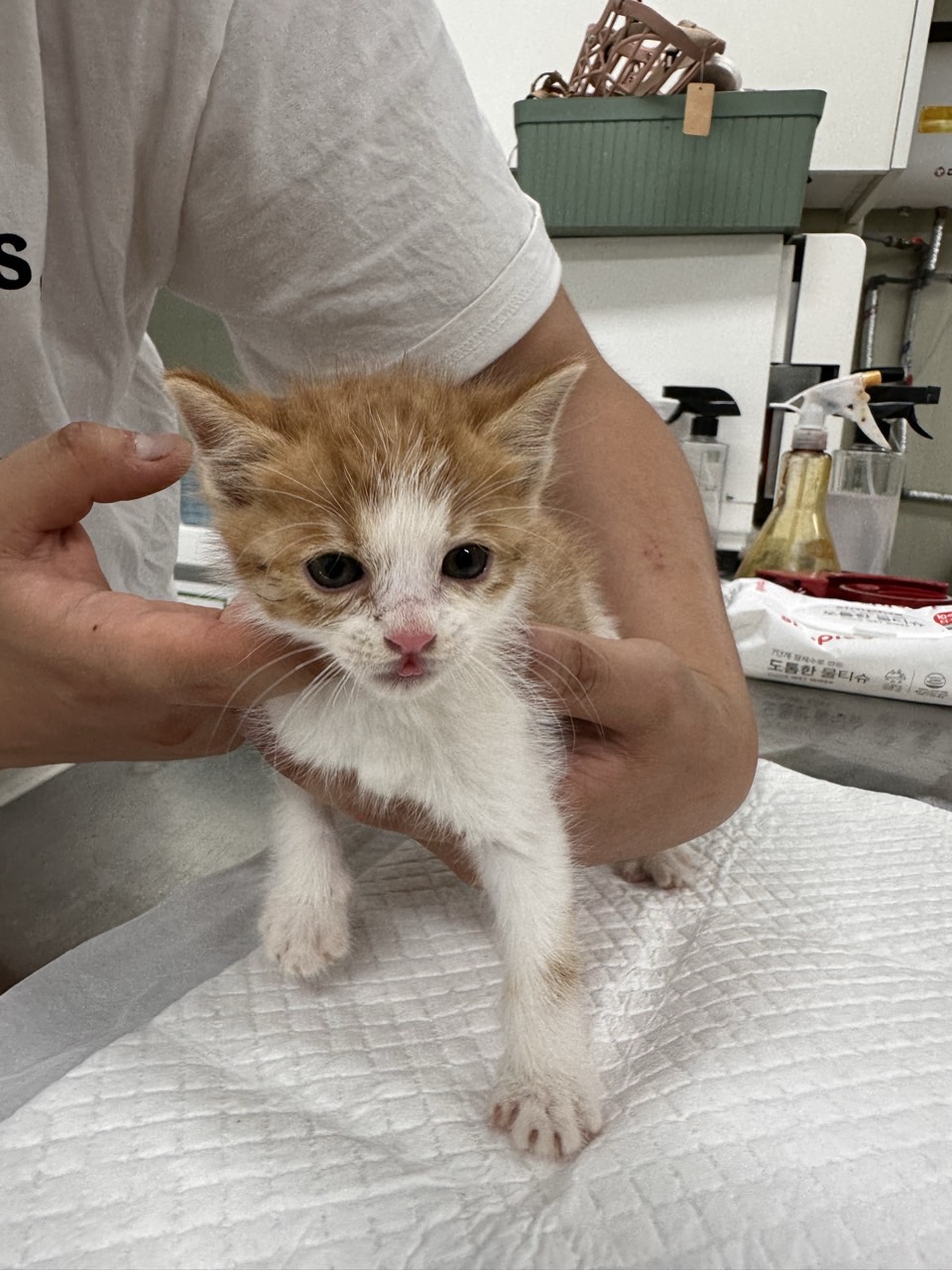 [고양이] 믹스묘 경기-남양주-2025-00322 유기동물 배경 이미지 입니다.