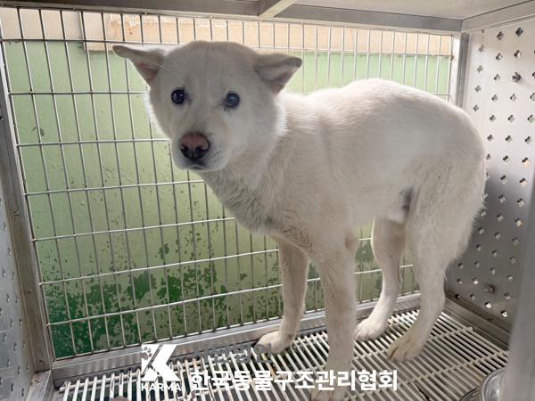 [개] 믹스견 경기-포천-2025-00487 유기동물 배경 이미지 입니다.