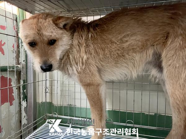 [개] 믹스견 경기-파주-2025-00427 유기동물 배경 이미지 입니다.