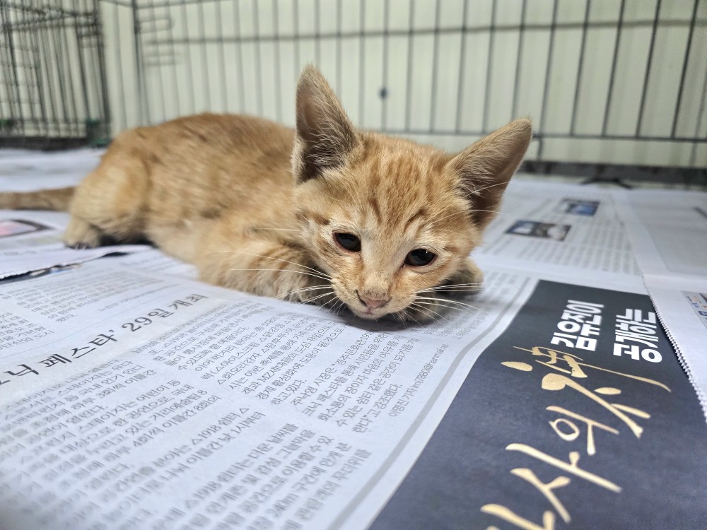 [고양이] 한국 고양이 경북-포항-2025-00439 유기동물 배경 이미지 입니다.