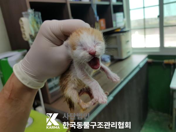 [고양이] 한국 고양이 서울-종로-2025-00049 유기동물 배경 이미지 입니다.