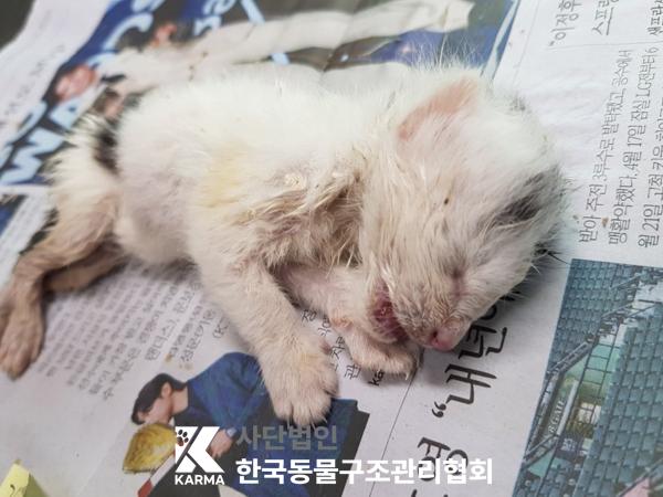 [고양이] 한국 고양이 서울-종로-2025-00051 유기동물 배경 이미지 입니다.