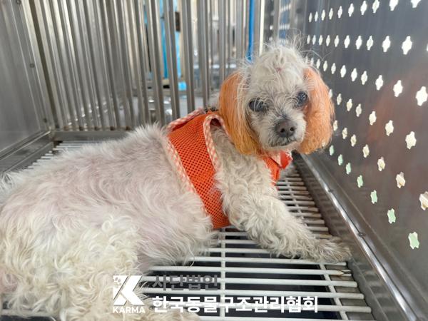 [개] 말티즈 경기-김포-2025-00427 유기동물 배경 이미지 입니다.