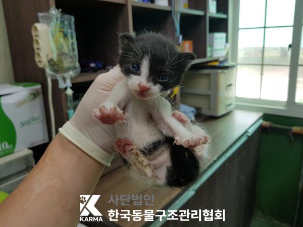 [고양이] 한국 고양이 서울-광진-2025-00039 유기동물 배경 이미지 입니다.