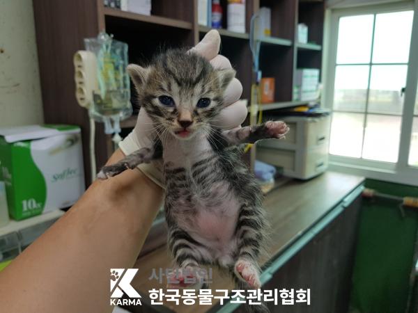 [고양이] 한국 고양이 서울-광진-2025-00040 유기동물 배경 이미지 입니다.