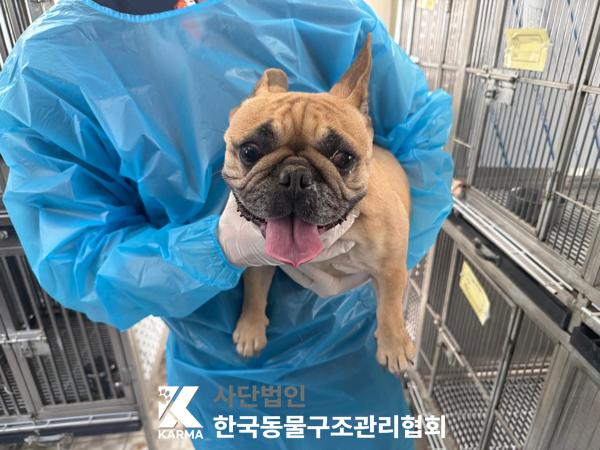 [개] 프렌치 불독 경기-포천-2025-00490 유기동물 배경 이미지 입니다.