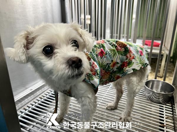 [개] 말티즈 서울-동대문-2025-00129 유기동물 배경 이미지 입니다.