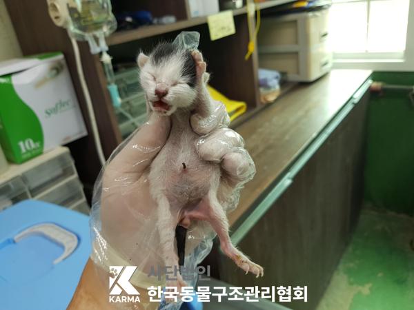 한국동물구조관리협회_411315202500339