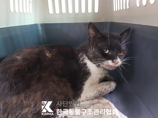 [고양이] 한국 고양이 경기-양주-2025-00258 유기동물 배경 이미지 입니다.