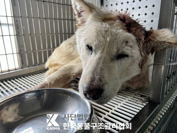 [개] 믹스견 경기-포천-2025-00491 유기동물 배경 이미지 입니다.